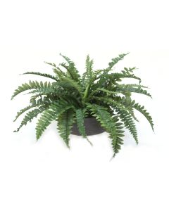 Boston Fern in Low Black Wash Bowl