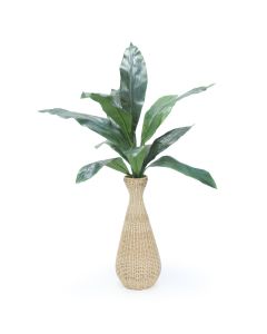 Aspipistra Plant in Abaca Vase