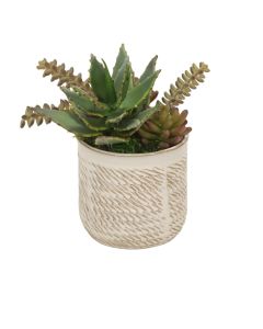 Succulents in Wheatfield Pot