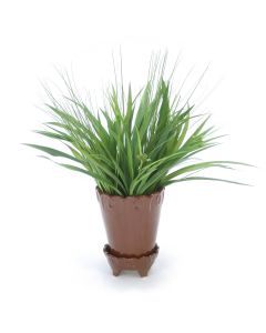 Grass in Chocolate Flower Pot