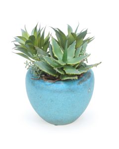 Succulent Garden in Turquoise Pot