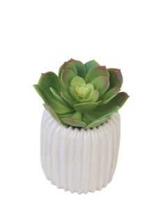 Succulent in Ribbed Vase