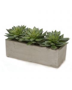 Hen and Chicken in Concrete Window Box