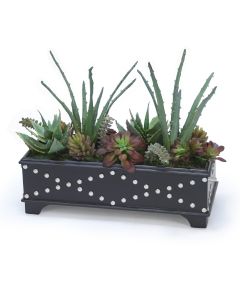 Succulent Garden in Black Leather Box