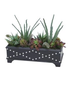 Succulent Garden in Black Leather Box