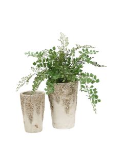 Maiden Hair Fern in Tall Aged Container with Matching Container