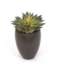 Starburst Succulent in Wood Vase