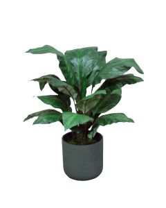 Spath Plant in Black Planter