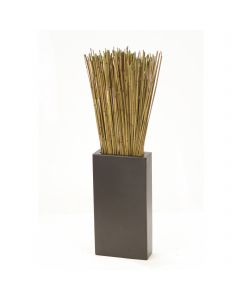 Basil Reeds in Tall Black Vase
