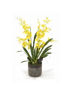 Yellow Oncidium Orchids in Black Planter