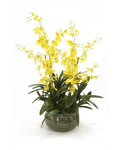 Yellow Oncidium Orchids Mixed with Succulents in Green Garden Pot