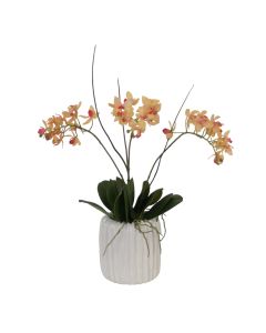 Mini Orchid with Foliage in Ribbed White Vase