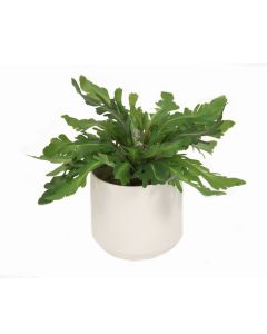 Natural Touch Birdnest Fern in White Container