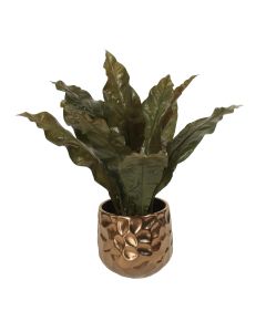 Tacca Orchid Leaves in Bronze Planter