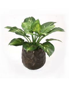 Hosta Plant in Bronze Planter