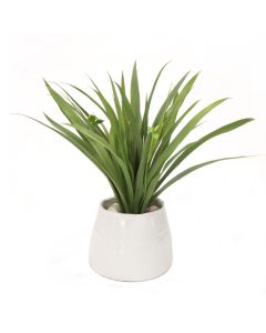 Grass in White Planter