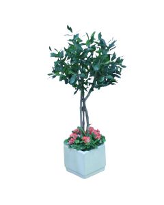 Sweet Bay Laural Tree with Begonia Ground Cover