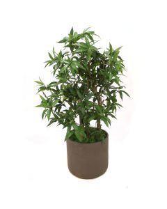 Podocarpus Floor Plant in Chocolate Planter