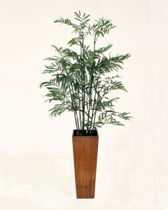 Bamboo in Crushed Bamboo Planter