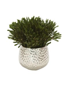 Oasis Green Platys Foliage In Silver Super Nova Planter