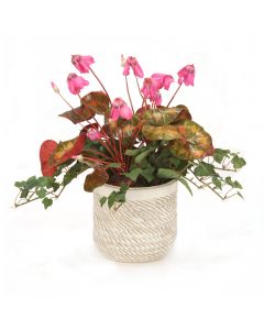 Cyclamen Orchid in Beige Pot