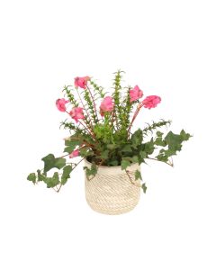 Cyclamen Orchid in Beige Pot