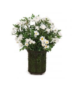 White Daisies in Wire Coil Basket