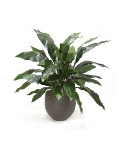 Aspidistra in Black Wash Planter