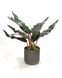 Birds of Paradise Leaves in Black Wash Planter