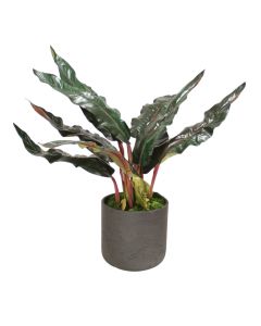 Birds of Paradise Leaves in Black Wash Planter