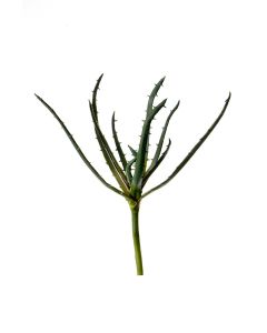 17"Aloe Stem x 1 (Medium)