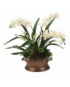 Orchid Garden in Oval Planter