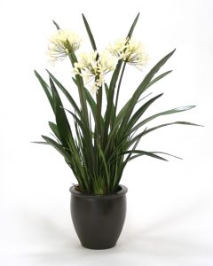 Cream White Agapanthus with Orchid Foliage in Black Plum Pot