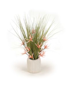 Coral Orchids in White Pot