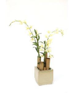Cream White Orchids with Rattan in Cream Square Planter