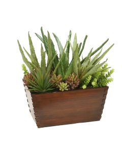 Mixed Succulents in Wood Box