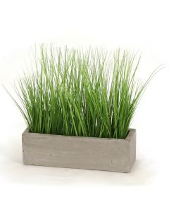 Grass in Concrete Window Box