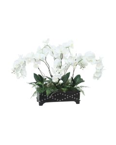 White Phaleanopsis Orchids in Black Box with Silver Accents