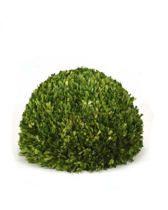 19" Round Boxwood 3/4 Ball Shape with Flat Bottom