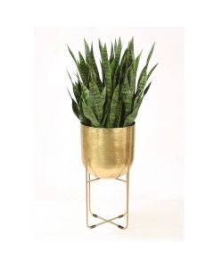 Sansevieria Plant in Stand- Large