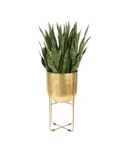 Sansevieria Plant in Stand- Large