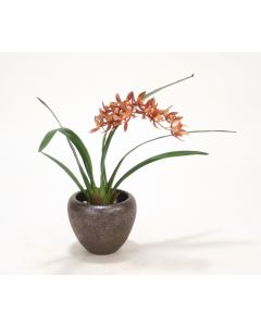 Mini Rust/Gold Cymbidium Orchid Plant in Bronze Planter