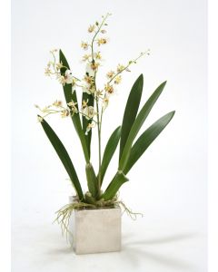 White Oncidium Orchid in Square Nickle Planter