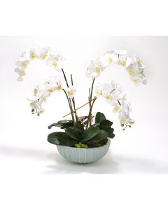 White Phaleanopsis Orchids in Pale Blue Ceramic Bowl