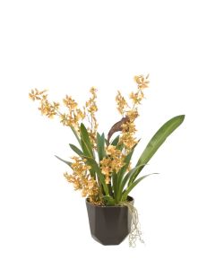 Gold Orchid with Vanda in Metal Bronze Pot