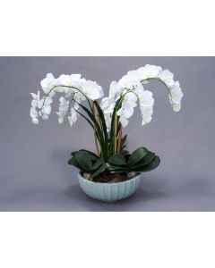 White Phaleanosis Orchid with Foliage in Round Blue Bowl