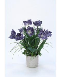 Blue Parrot Tulip in Concrete Planter