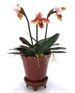 Lady Slipper Orchids in Oxford Ceramic Pot with Saucer
