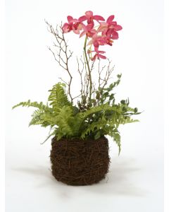 Fuschia Phaleonpisis Orchids in Bird Nest (Pk 4)