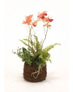 Gold-Burgundy Phaleonpisis Orchid in Bird Nest (Sold in Multiples of 4)